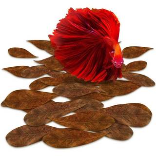 Sungrow 50 PCS Mini Catappa Indiske mandelblade til Betta Fish Aquarium Rejer Frøer Forbedrer Habitat Giver te -farve hjælper med at sænke akvari