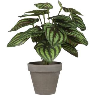 Peperomia musehaleaks 24 cm høj