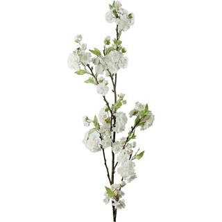 Kirsebær afskåret blomst hvid