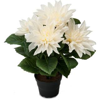 Dahlia potteplante hvid