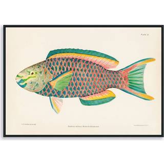 Scarus Vetula Papegøjefisk 50x70 cm