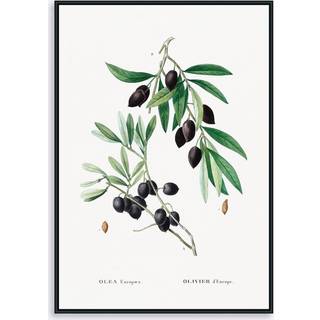 Olive Branch 50x70 cm
