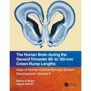 The Human Brain during the Second Trimester 96– to 150–mm Crown-Rump Lengths