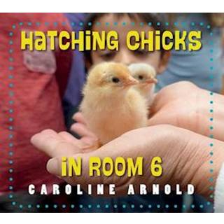 Hatching Chicks in Room 6