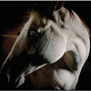 Brother Dege - How To Kill A Horse
