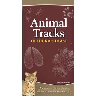 Animal Tracks of the Northeast