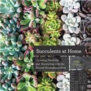 Succulents at Home