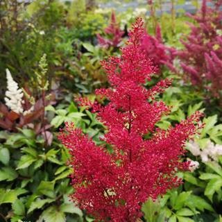 Astilbe 'Montgomery'