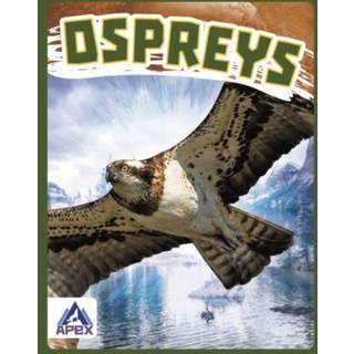 Ospreys
