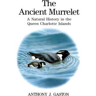 The Ancient Murrelet