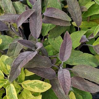 Salvie 'Purpurascens' (Rødbladet)