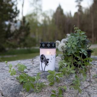 LED Gravlys Mælkebøtte med timer, 12 x 7 cm
