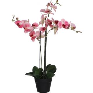 Phalaenopsis orkidé lyserød 79 cm