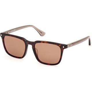 Web Mand WE0369 56E Solbriller Acetat Havana Brun Firkantet Normal