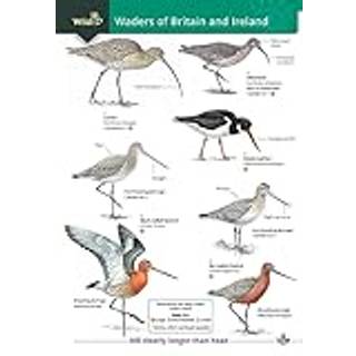 Wader of Britain and Ireland