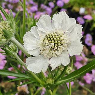 Scabiose 'Perfecta Alba'