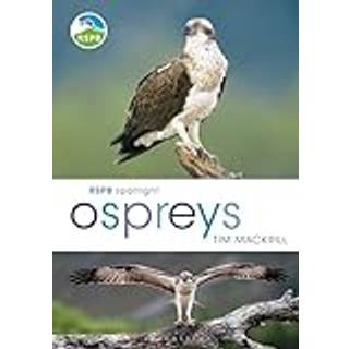 RSPB Spotlight Ospreys