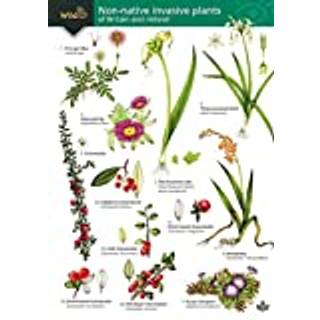 Guide to the non-native invasive plants of Britain and Ireland