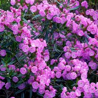 Kalmia Polifolia