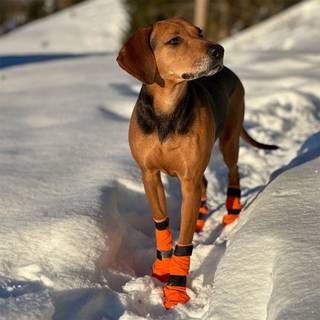 Non-stop Dogwear Contact Bootie High Orange, S