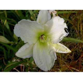 Daglilje 'Gentle Shepherd'