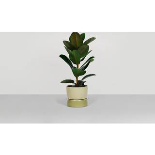 Two Tone Planter Floor, Small - Artichoke green