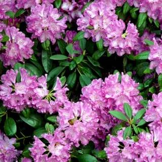 'Roseum Elegans'