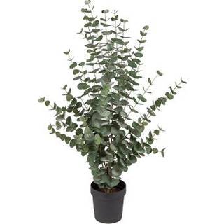 Eucalyptus Potted Plant