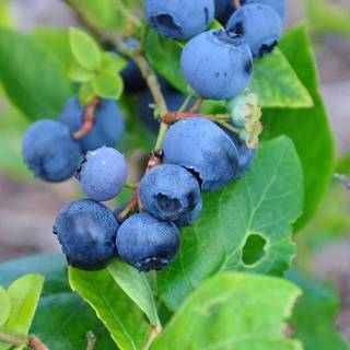 Blåbær (Vaccinium corymbosum 'Toro') 25-35 cm