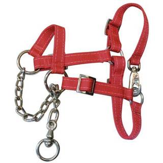 Grime med kæde fedekvæg ko rød