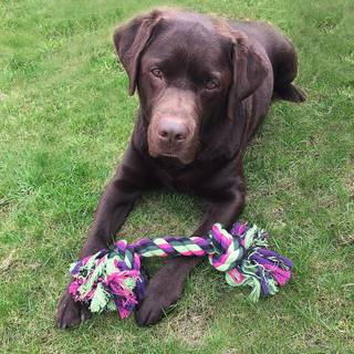 Dogman Hundelegetøj Vixen reb med 2 knuder L 37cm