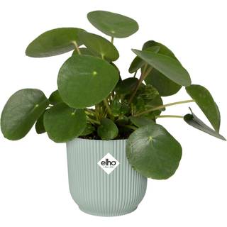 Elho Vibes Blomsterkrukke, 7 cm, sorbet green