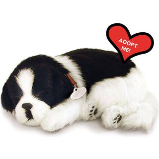 Border Collie - k?ledyrskammerat/lur vejrtr?kning liv som sovende hund i sengen sovende k?ledyr