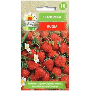 vilde jordbær Rugia