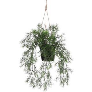 Hængeplante springeria