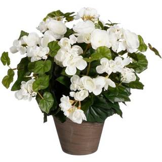 Begonia hvid 37 cm høj
