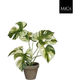 Monstera palme 30 cm høj