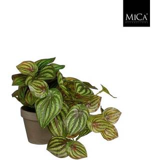 Peperomia musehaleaks grøn 20 cm høj