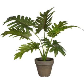 Philodendron plante 30 cm høj