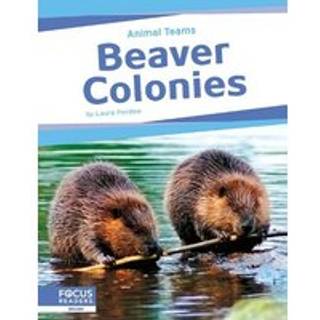 Beaver Colonies