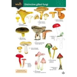 Distinctive gilled fungi