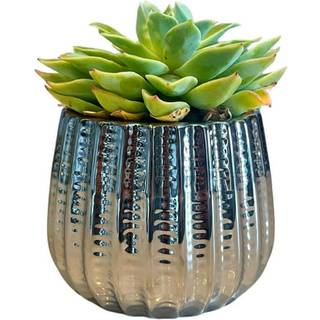 Beundret af naturen 4 """" keramisk blomsterplanter keramisk pot planter indendørs keramisk skål stueplante keramisk pot dekorativ planter til inde