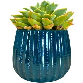 Beundret af naturen 4 """" keramisk blomsterplanter keramisk pot planter indendørs keramisk skål stueplante keramisk pot dekorativ planter til inde