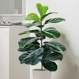 Artificial Fiddle Leaf Fig Tree Twig Faux Ficus Lyrata Plants Greenery for Home Office Yard Indoor and Outdoor Decoration (Green -1 Branch (28 In