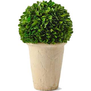 Boxwood World Preserved Boxwood Green Plant til Spring Summer Home Office Bar House Decor Classic Ball On Pot Design 11 Inch Hight (Boxwood Ball