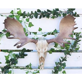 Ebros czar nordamerikansk tjur älgskalle väggdekor 22 """" bred väggmontering plack skulptur figur