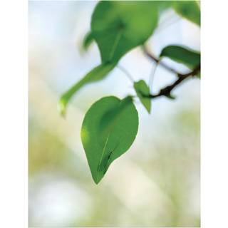 David Hartt: The Histories