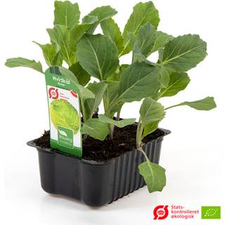 Hvidkål Vinter (Brassica oleracea var. Capitata) Økologisk