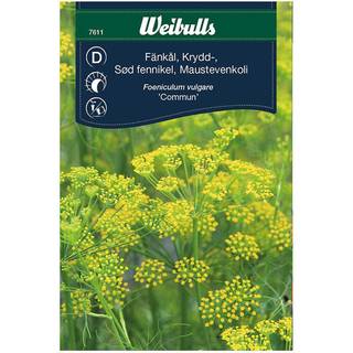 Fennikelfrø (Foeniculum vulgare 'Commun')