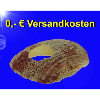 Akvariedekoration SHELL